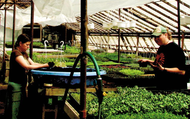 bossy_acres_greenhouse