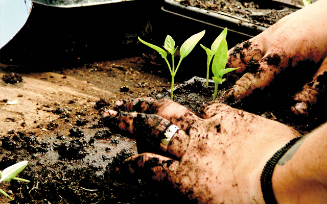 bossy_acres_planting