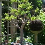 Dale-Vanden-Houten-and-Rick-Scott-Tangletown-Gardens01