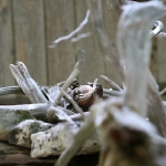 Dale-Vanden-Houten-and-Rick-Scott-Tangletown-Gardens07