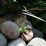 Dale-Vanden-Houten-and-Rick-Scott-Tangletown-Gardens10
