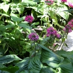 Dale-Vanden-Houten-and-Rick-Scott-Tangletown-Gardens33
