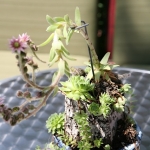 Dale-Vanden-Houten-and-Rick-Scott-Tangletown-Gardens36
