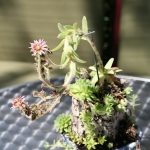 Dale-Vanden-Houten-and-Rick-Scott-Tangletown-Gardens37