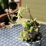 Dale-Vanden-Houten-and-Rick-Scott-Tangletown-Gardens38