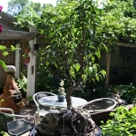 Dale-Vanden-Houten-and-Rick-Scott-Tangletown-Gardens50