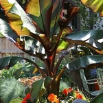 Joanne-Grobe-and-Kate-Pabst-Tangletown-Gardens01
