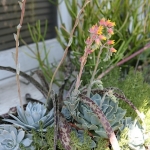 Joanne-Grobe-and-Kate-Pabst-Tangletown-Gardens14