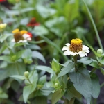 Joanne Grobe and Kate Pabst-Tangletown Gardens17