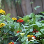 Joanne Grobe and Kate Pabst-Tangletown Gardens18