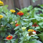 Joanne-Grobe-and-Kate-Pabst-Tangletown-Gardens20