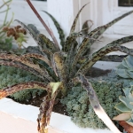 Joanne Grobe and Kate Pabst-Tangletown Gardens22