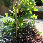 Joanne-Grobe-and-Kate-Pabst-Tangletown-Gardens26