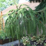 Joanne-Grobe-and-Kate-Pabst-Tangletown-Gardens27
