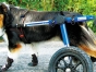 pet_guide