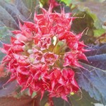 red_flower