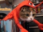 Pet-Costumes-Hallowonline
